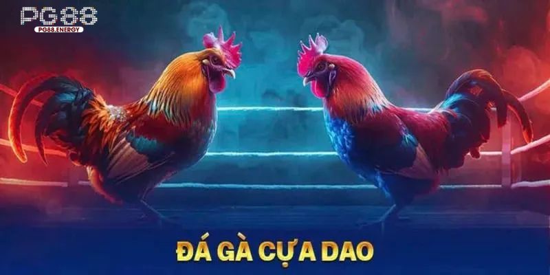 Tìm hiểu về các giống gà được phép tham gia thi đấu