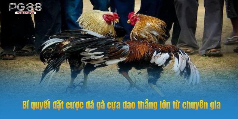 Kinh nghiệm cân nhắc sức khỏe và kỹ thuật khi cá cược