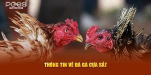 đá gà cựa sắt ảnh đại diện