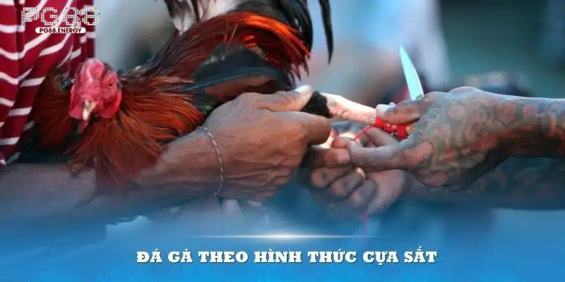 Hình thức đá gà PG88 cựa sắt cực hấp dẫn và lôi cuốn