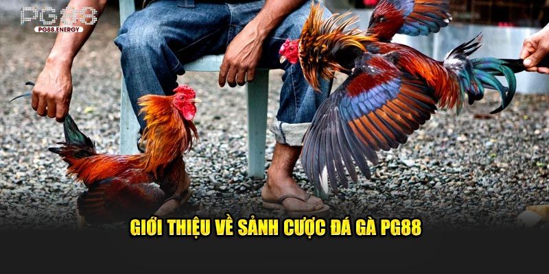 Giới thiệu về sảnh cược đá gà PG88 nổi tiếng hàng đầu 